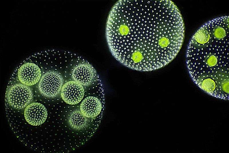 Si l'hypothèse de Carl Simpson est exacte, ces organismes pluricellulaires ressemblaient peut-être à des algues nommées Volvox. © Frank Fox, Wikimedia Commons