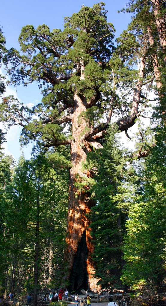Le Grizzly Giant, séquoia de 63 mètres probablement âgé de 3.000 ans, fait partie des arbres menacés par les flammes. © Mike Murphy