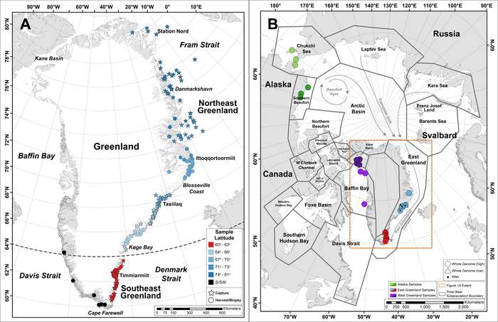 Cette carte indique la répartition des 19 sous-populations actuelles d'ours polaires, avec des points de couleur indiquant l'emplacement des autres échantillons utilisés dans l'analyse. La nouvelle population du sud-est du Groenland est représentée par des points rouges. © Laidre et al., Science