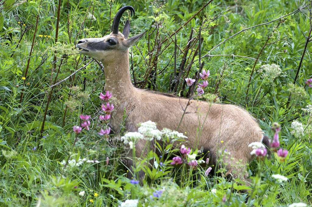 Jeune chamois au printemps Jeune chamois au printemps