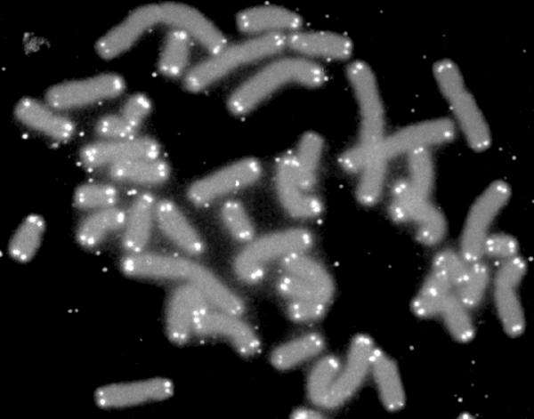 Ces chromosomes humains, en gris, sont tous dotés de télomères, en blanc sur cette image. Ces régions de l'ADN sont hautement répétitives et non codantes. Lors de chaque division, elles s'érodent petit à petit, ce qui conduit à terme au vieillissement cellulaire. © U.S. Department of Energy Human Genome Program, Wikipédia, DP
