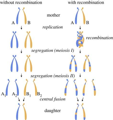 Le clonage (première colonne) évite le phénomène de recombinaison génétique obtenu avec la parthénogenèse. © Benjamin Oldroyd et al., Proceedings of the Royal Society B., 2021