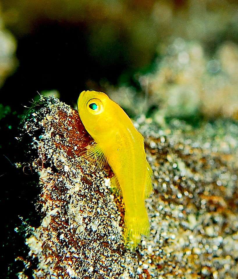 Le gobie corail jaune (Gobiodon okinawae) est une espèce de poisson originaire de l'ouest du Pacifique, du sud du Japon et du sud de la Grande Barrière de corail. Il a un comportement jovial et sociable. © Jenny, Wikipédia