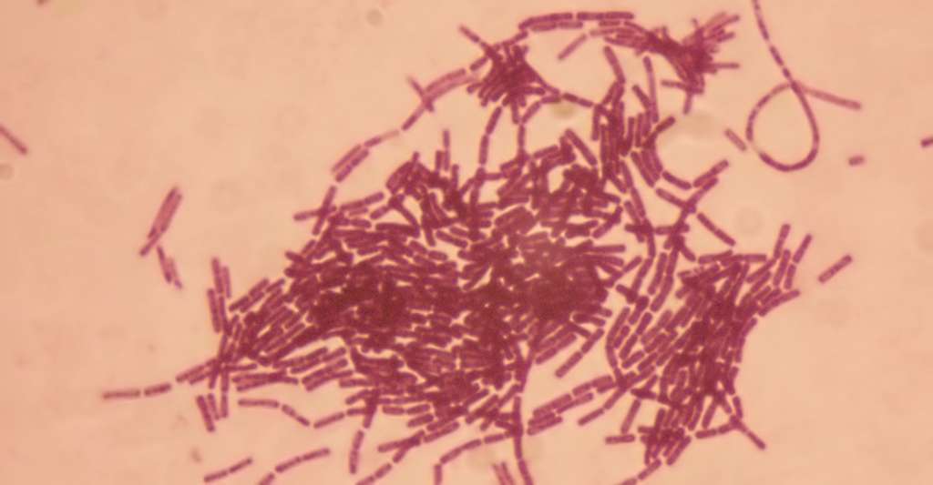 Le bacille de Thuringe (Bacillus thuringiensis) a des propriétés entomopathogènes. © Dr. Sahay, Wikimedia Commons, CC by-sa 3.0