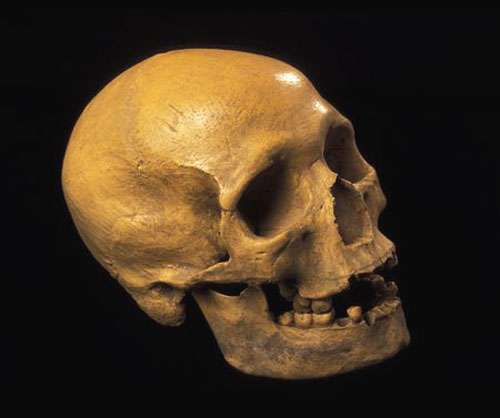 Homo sapiens de l'abri Pataud Homo sapiens de l'abri Pataud