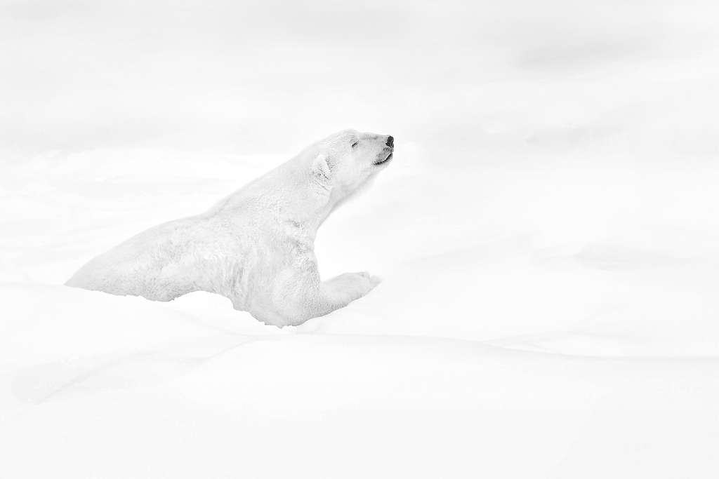 Retrouver l’esprit de Nanuq, l’ours blanc Retrouver l’esprit de Nanuq, l’ours blanc