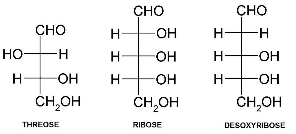 La différence entre les différents acides nucléiques réside dans le sucre qui les compose. Le thréose de l'ATN est une molécule plus simple car elle possède un atome de carbone en moins que le ribose de l'ARN ou le désoxyribose de l'ADN. De ce fait, ce glucide peut être synthétisé plus facilement de manière spontanée. © Janlou Chaput, Futura-Sciences 