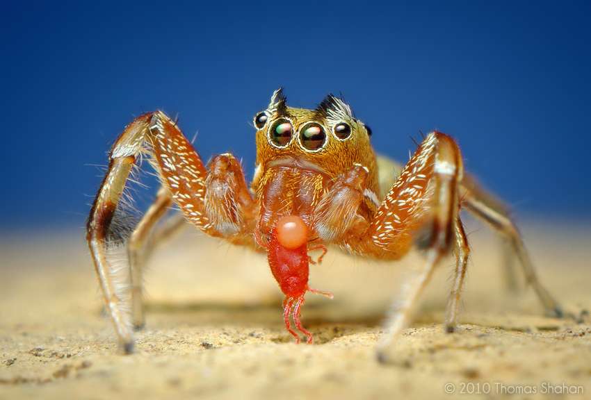 Araignée Tutelina elagans mangeant une mite rouge Araignée Tutelina elagans mangeant une mite rouge
