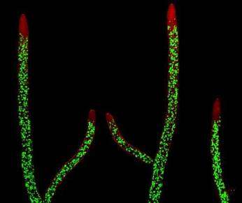 Le champignon Neurospora crassa. Crédit : Purdue University Department de Biochemistry