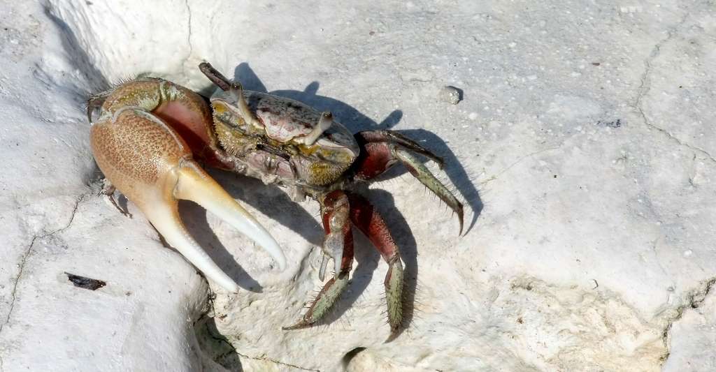 Un crabe violoniste (Uca pugilator) à l'entrée de son terrier. © Ianaré Sévi, Wikimedia commons, CC by-sa 3.0