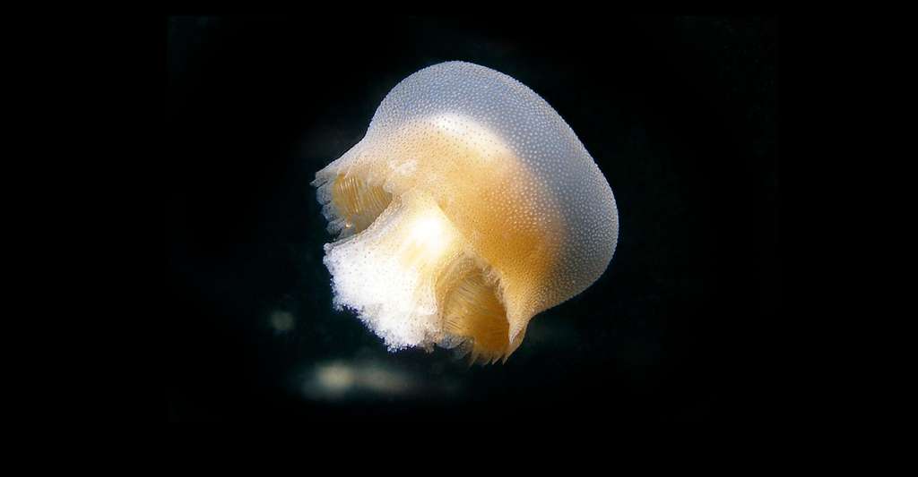Les méduses, des prédateurs redoutables. © WikimediaImages, DP