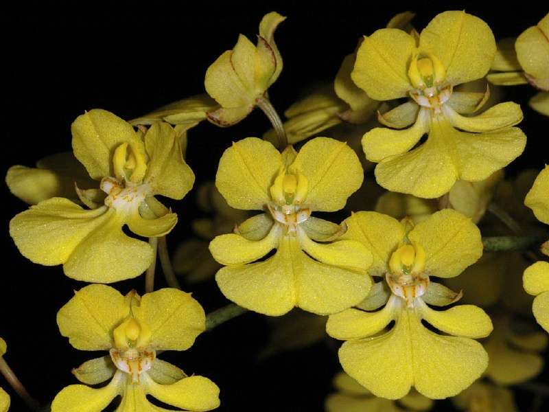 Orchidée Zelenkoa onusta Orchidée Zelenkoa onusta
