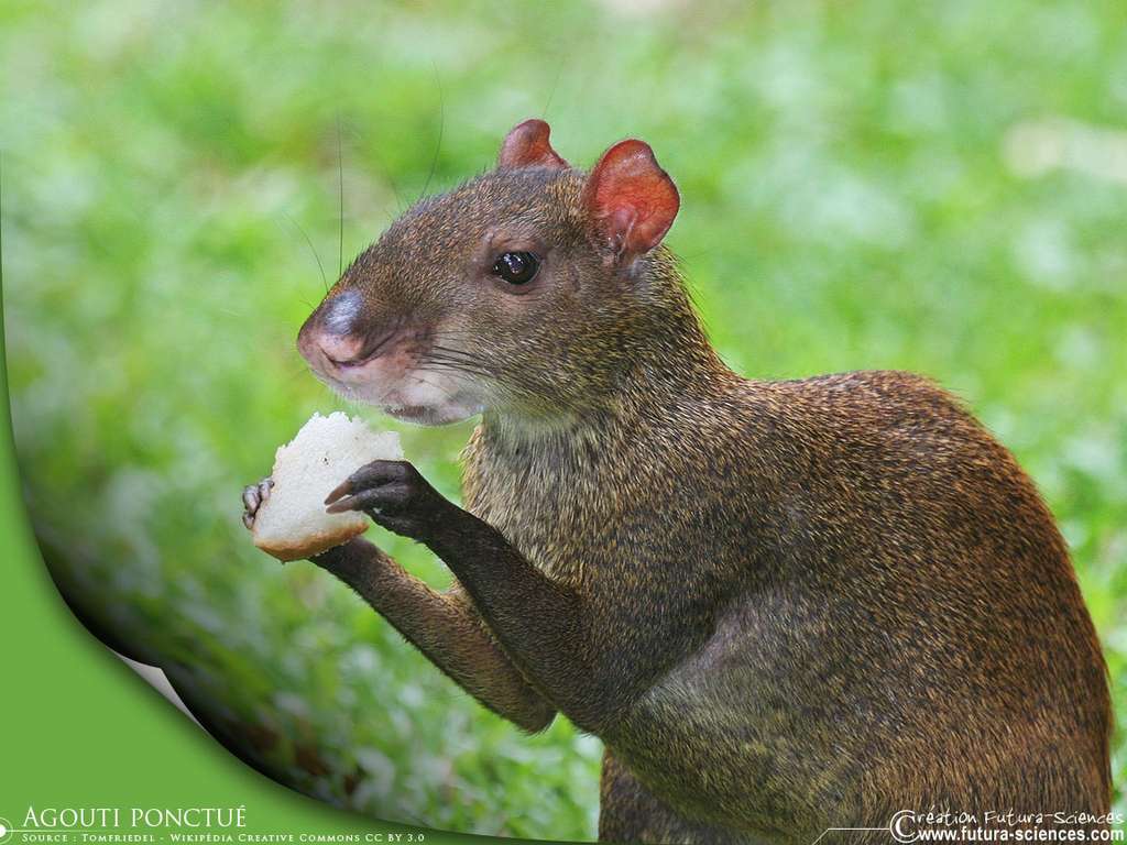 Agouti ponctué Agouti ponctué