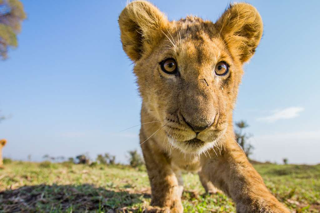 Petit lion deviendra roi ! Petit lion deviendra roi !