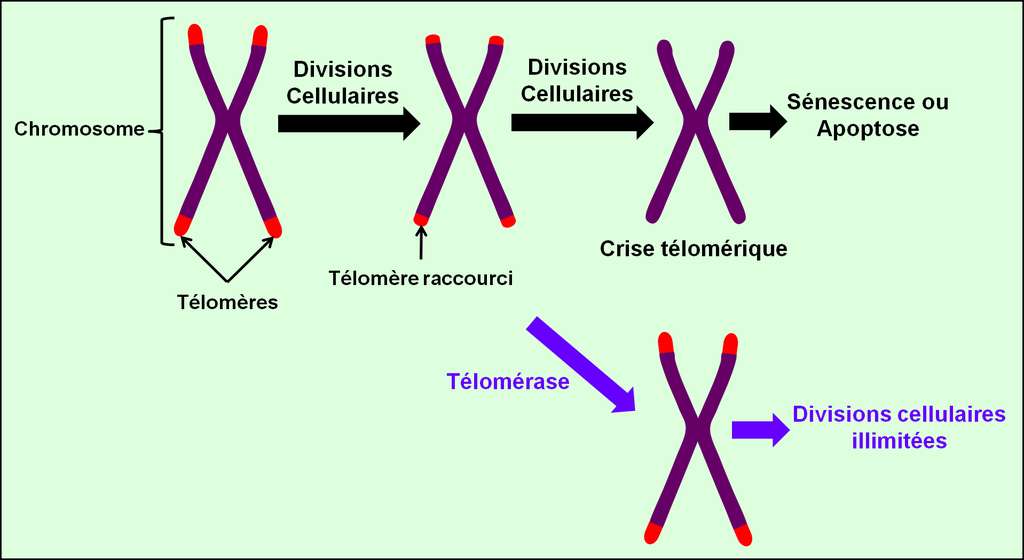 Figure 19. Évolution des télomères. Au cours de divisions cellulaires successives, les télomères (en rouge) se raccourcissent progressivement jusqu’à atteindre une taille critique : c’est la crise télomérique qui conduit à la sénescence ou à l’apoptose. Si la cellule exprime la télomérase, elle régénère ses télomères et peut se diviser de façon illimitée. © Grégory Ségala