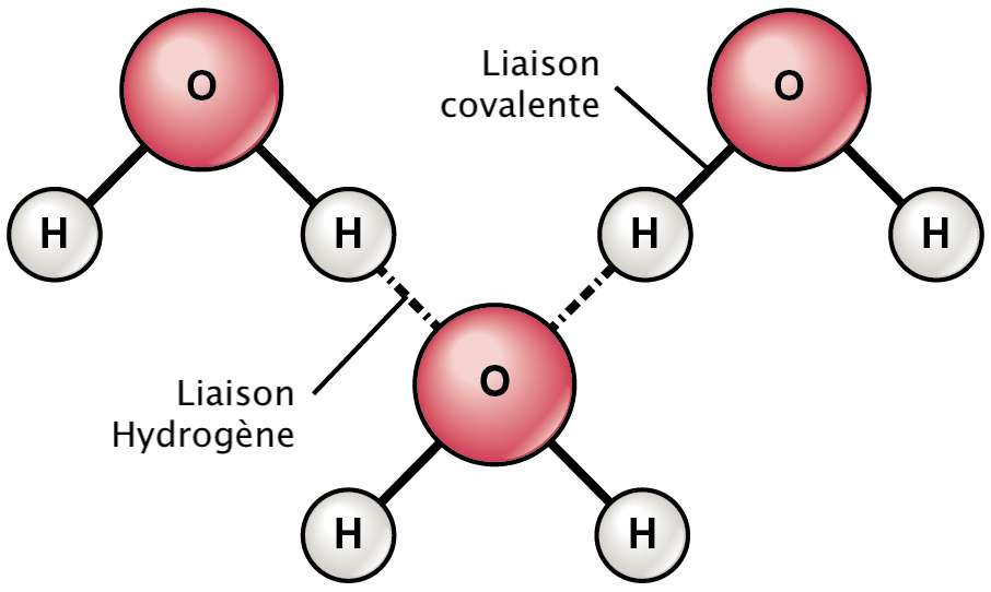 La nouvelle liaison est de nature électrostatique, comme la liaison hydrogène, mais avec une liaison forte semblable à la liaison covalente. © OpenStax College, Wikipedia