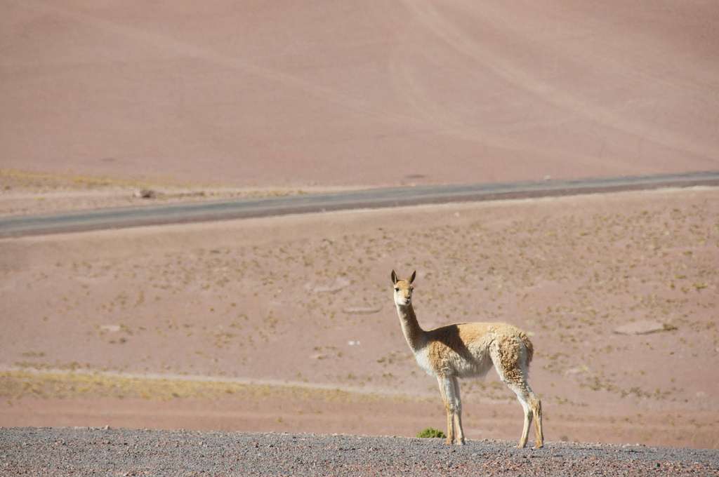 La vigogne, un étonnant animal du désert La vigogne, un étonnant animal du désert