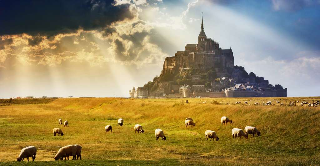 Le Mont-Saint-Michel et ses moutons de pré-salé Le Mont-Saint-Michel et ses moutons de pré-salé
