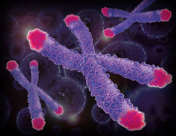 Figure 18. Les télomères, représentés ici en rose, sont présents aux extrémités de tous les chromosomes. © Spectracell Laboratories