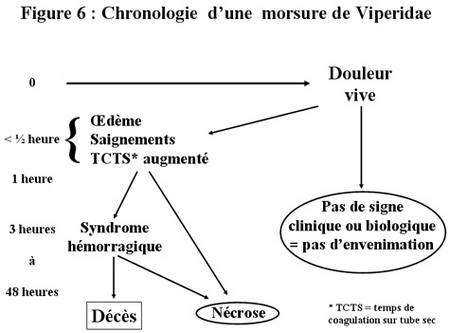 Symptomes Des Envenimations Dossier