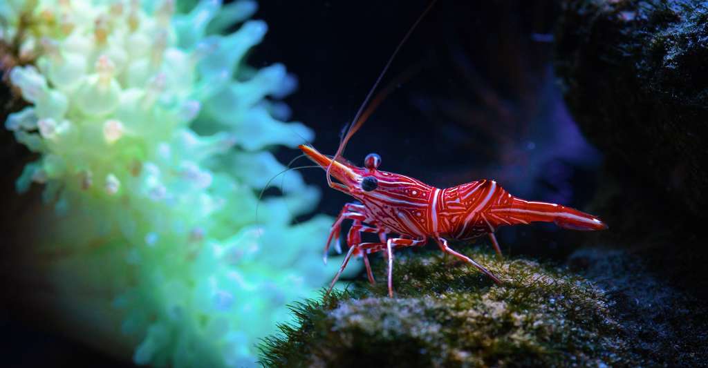 Les invertébrés qui se nourrissent de matières déposées au fond des océans, comme les crevettes, auraient été les premiers à se remettre de la plus grande extinction de masse qu’a connue notre Terre. © Serhii, Adobe Stock