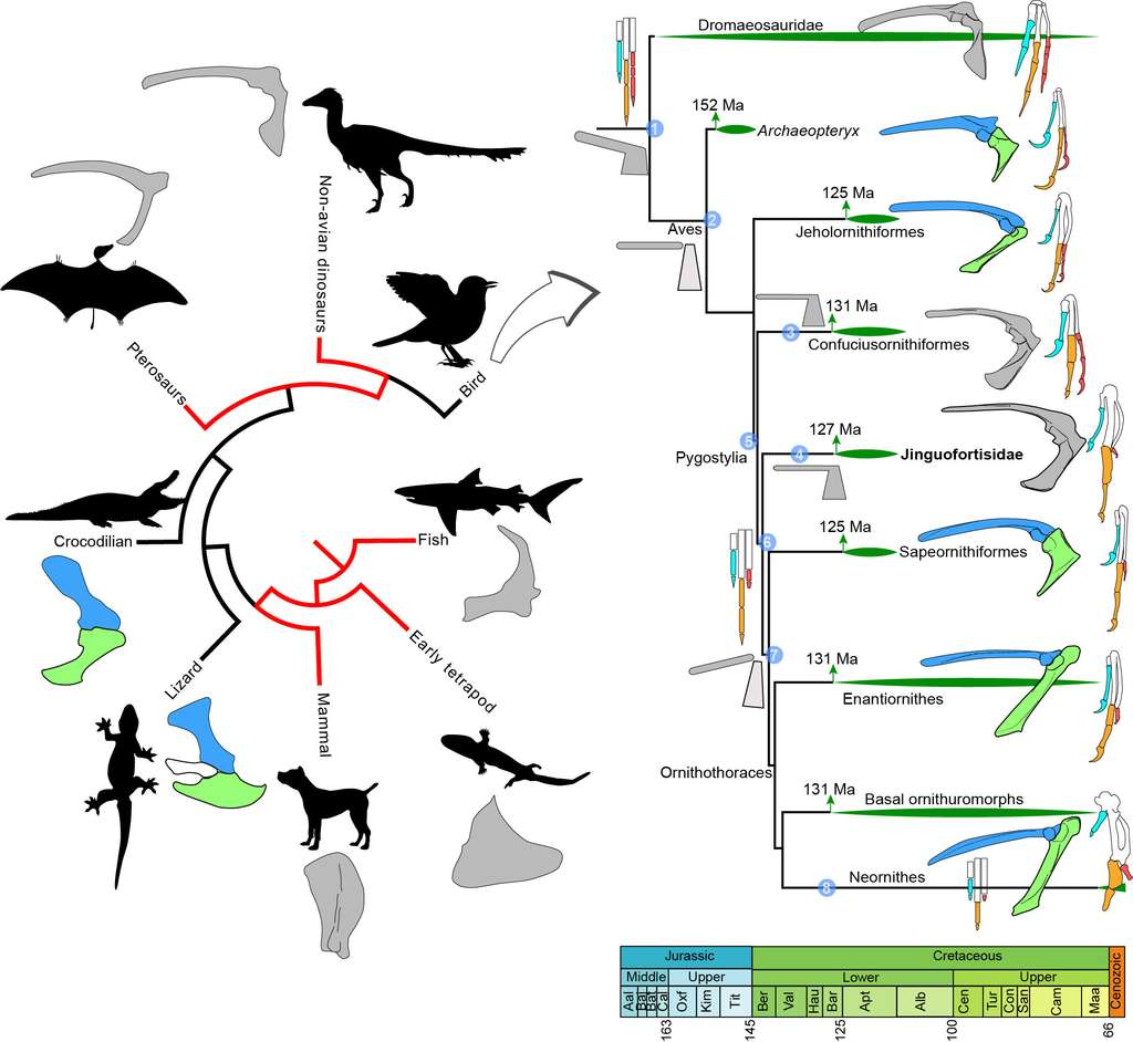 Comparaison de la morphologie des deux os principaux de la ceinture pectorale (omoplate et coracoïde) chez les principaux groupes de vertébrés à gauche. À droite, l’arborescence se concentre sur les oiseaux et montre la phylogénie (relations de parenté) entre les oiseaux primitifs du Jurassique et du Crétacé. Des schémas illustrent les changements majeurs dans l’évolution de l’épaule (à savoir la fusion de l’articulation ou la présence de deux os séparés) et de la patte avant (notamment la présence de deux ou trois os dans le troisième doigt). © Wang Min et al., 2018, Pnas