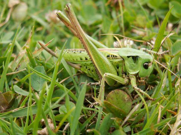 Decticus verrucivorus - Dectique verrucivore Decticus verrucivorus - Dectique verrucivore