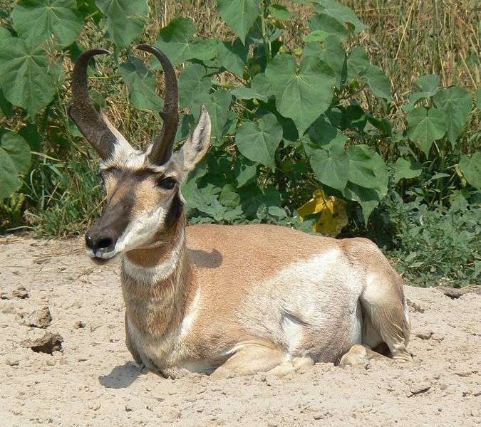 Antilope mâle. © Mongo, domaine publique