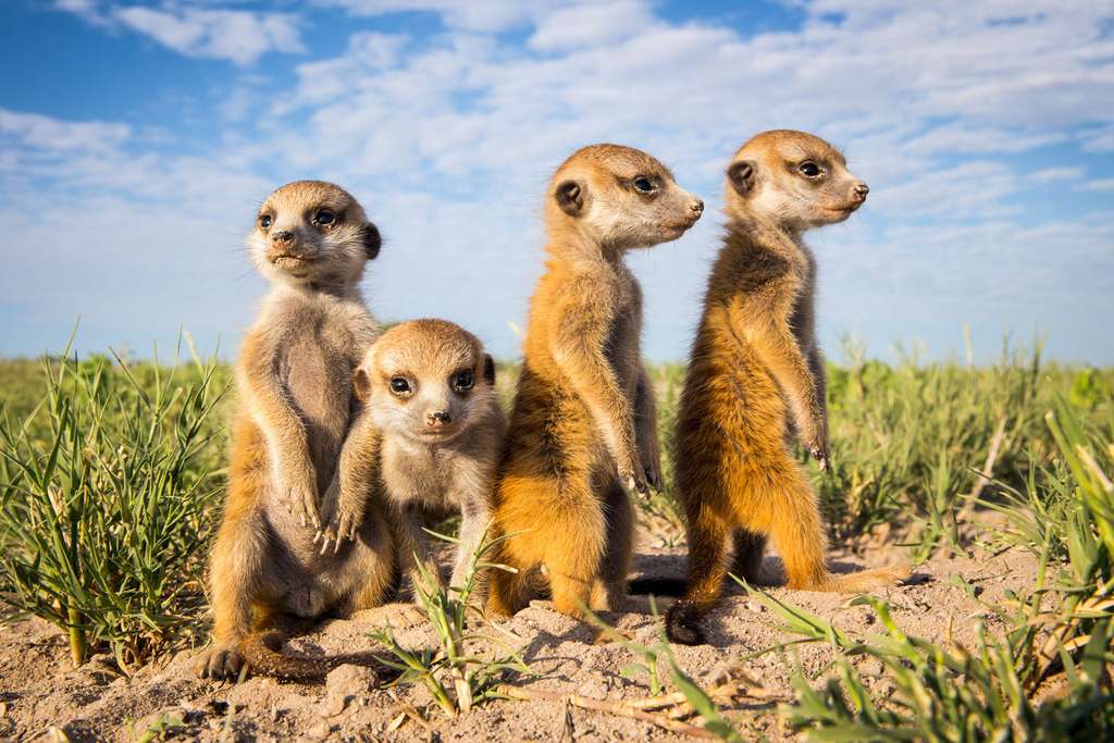 Des petits suricates qui jouent aux grands Des petits suricates qui jouent aux grands
