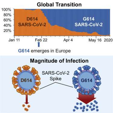 La transition entre le variant D614 et G614 du coronavirus ces deniers mois et un schéma qui indique que le variant G614 est plus infectieux in vitro. © Bette Korber et al. Cell 2020