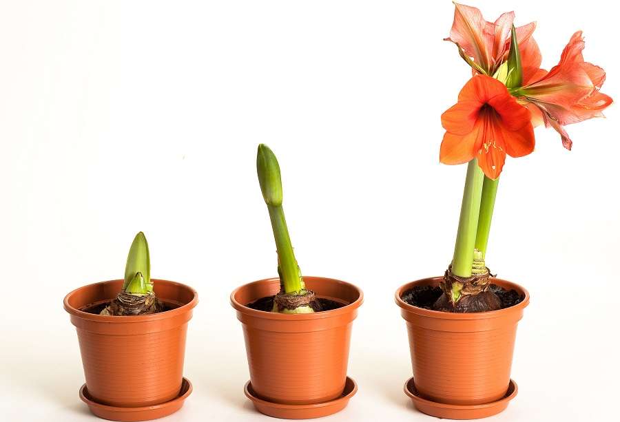 Évolution de la floraison de l'amaryllis. © Heino Pattschull, Adobe Stock