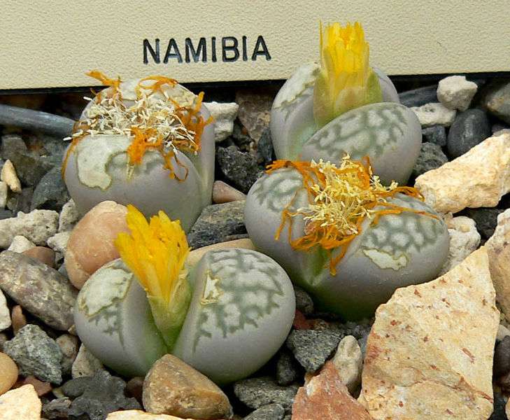 Lithops herrei Lithops herrei