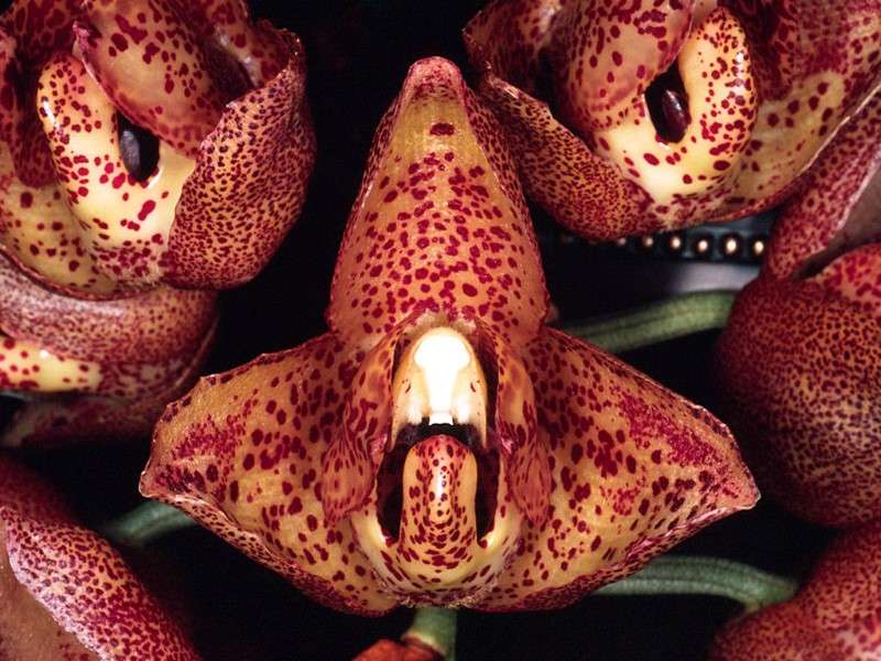 Orchidée Acineta Superba Orchidée Acineta Superba