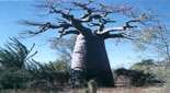 Baobab A. za (syn. A. Bosy, A. Alba), Madagascar