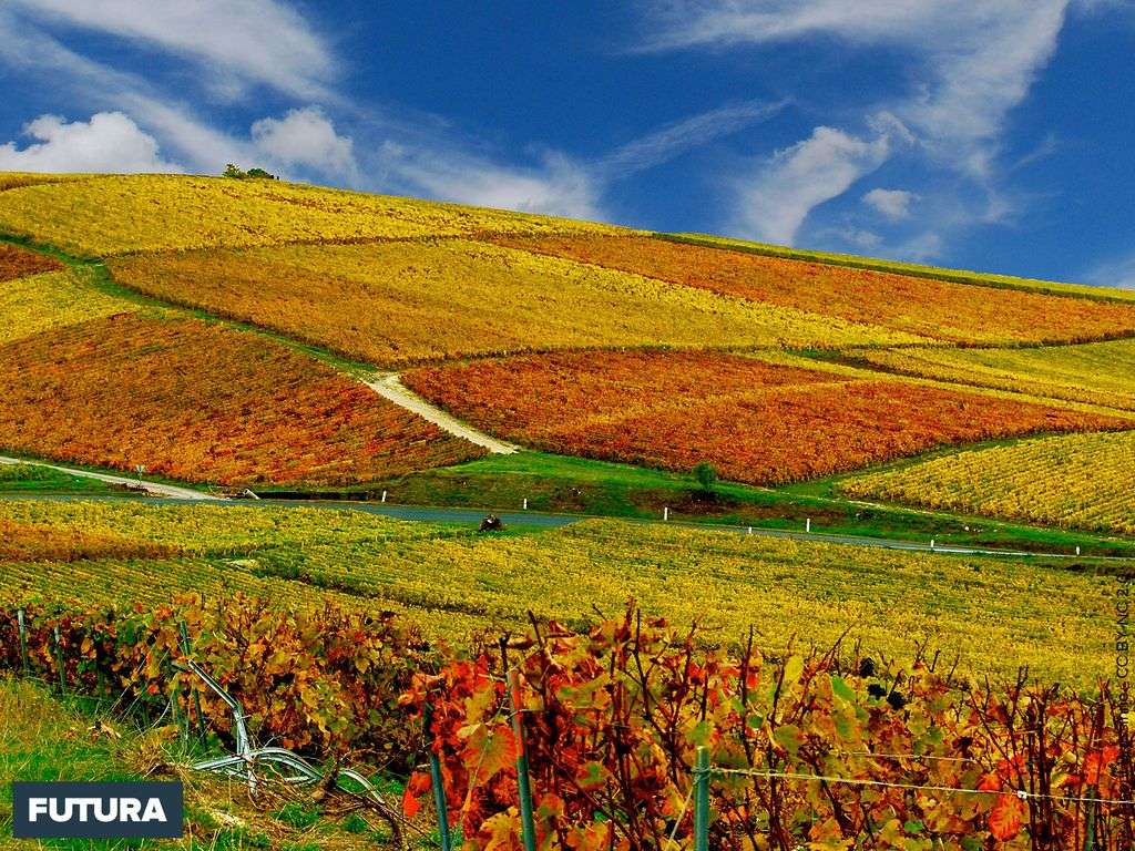 Fond D Ecran Vignobles En Automne