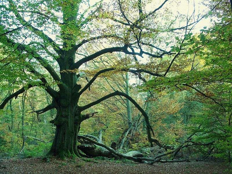 Allemagne : Forêt de Urwald Sababurg Allemagne : Forêt de Urwald Sababurg