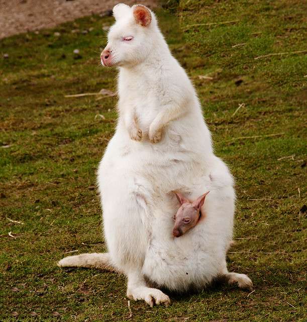 Albinos : un kangourou et son petit