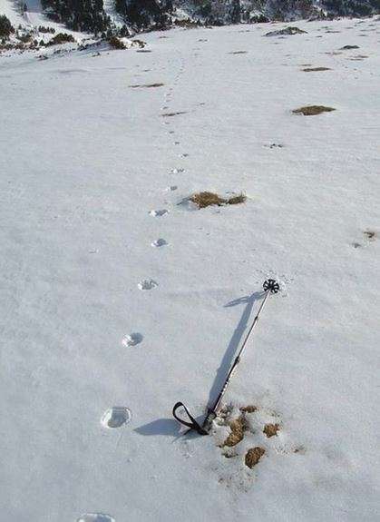 Les traces de pas du loup dans la neige permettent de détecter sa présence mais n'indiquent pas toujours combien d'individus sont passés. © A. Bataille, ONCFS