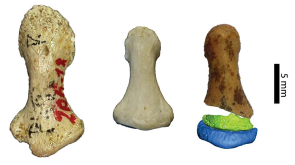 Une phalange de Néandertal à gauche, une phalange d’Homme moderne au centre et le fragment de phalange de Dénisovien à droite. © E. A. Bennett et al., Institut Jacques Monod
