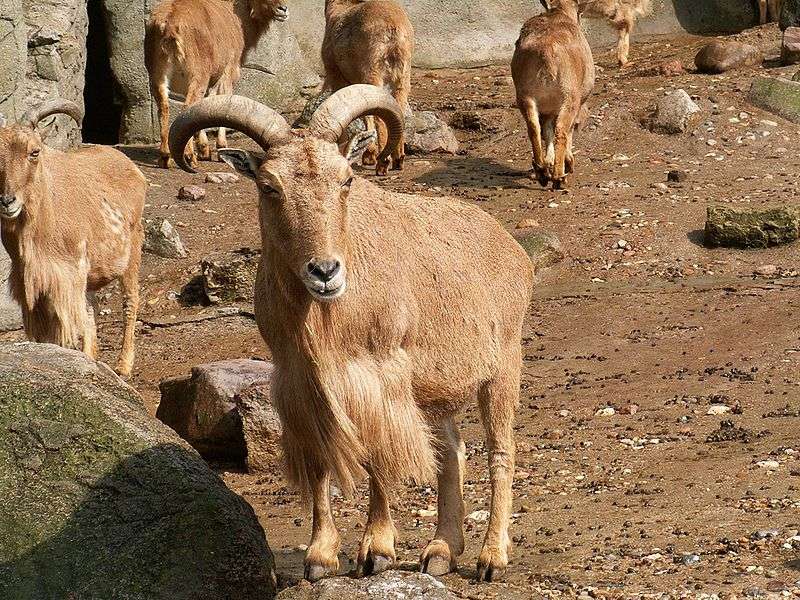 Définition Mouflon à manchettes Ammotragus lervia Mouflon de — free download
