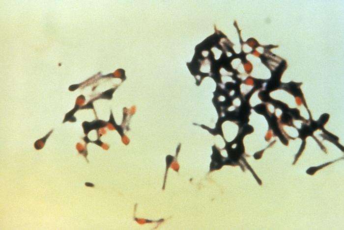 Ci-dessus, on observe Clostridium tetani, une bactérie qui produit la toxine tétanique. © CDC, Wikimedia Commons, DP