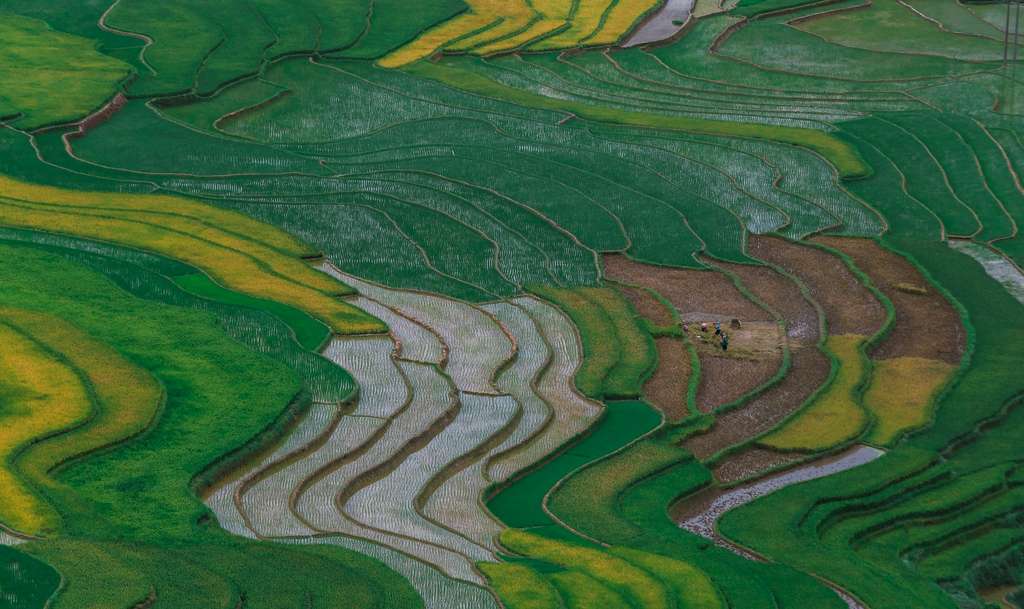 Le maïs (Amérique), le blé (Proche-Orient) et le riz (Asie) forment 86 % de la production totale de céréales aujourd’hui dans le monde. Ils ont été domestiqués dans des climats très différents. En photo : rizières en terrasse Yunnan Chine. © ThanhTN, Pixabay, DP