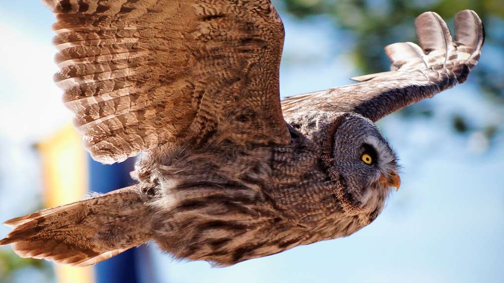 Une chouette au Puy du Fou Une chouette au Puy du Fou