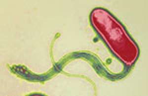 Helicobacter pylori. Appellation nouvelle de Campylobacter pylori , dont le rôle pathogène dans certaines gastrites et certains ulcères duodénaux a été récemment mis en évidence © A. Labigne Institut Pasteur