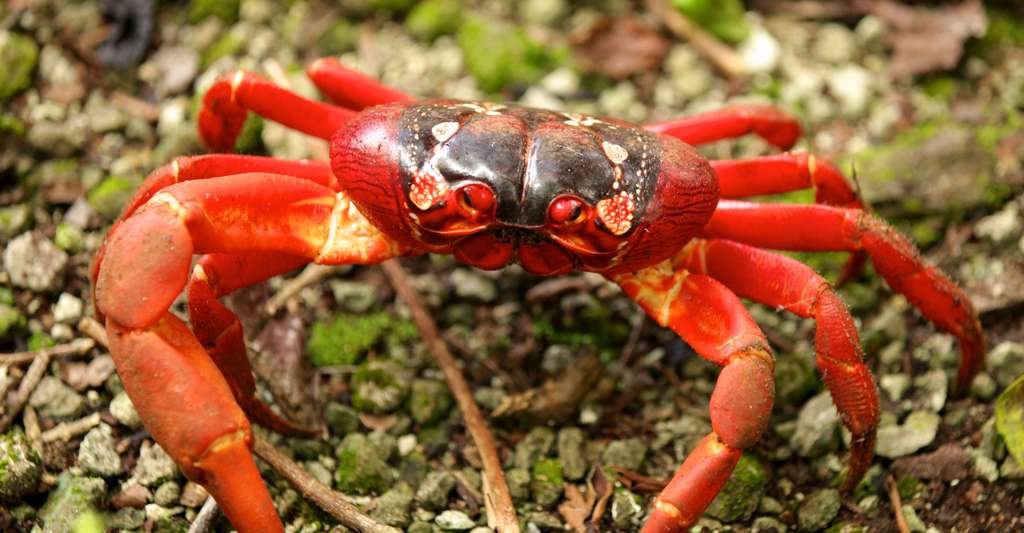 Crabe rouge (Gecarcoidea natalis) sur l'île Christmas dans l'océan Indien. © DIAC images, Wikimedia commons, CC by-sa 2.0