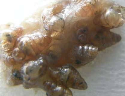 Fèces de zosterops du Japon. On voit bien la présence d'escargots. © Wada et al. 2011 - Journal of Biogeography