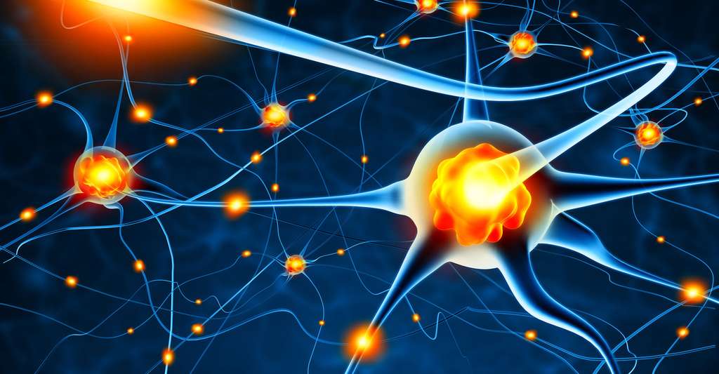 La cellule nerveuse (neurone) | Dossier