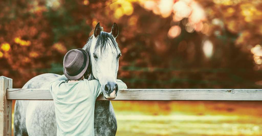 Au fil des siècles, le cheval a développé des capacités de communication interspécifique étonnante. © Vicuschka, Adobe Stock