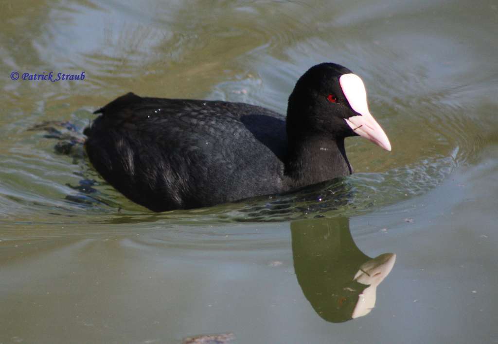 Definition Foulque Macroule Fulica Atra Futura Planete