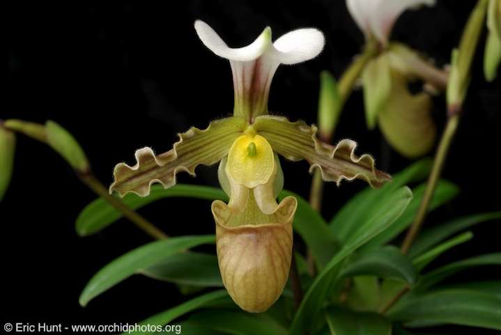 Orchidée Paphiopedilum tranlienianum, du Vietnam